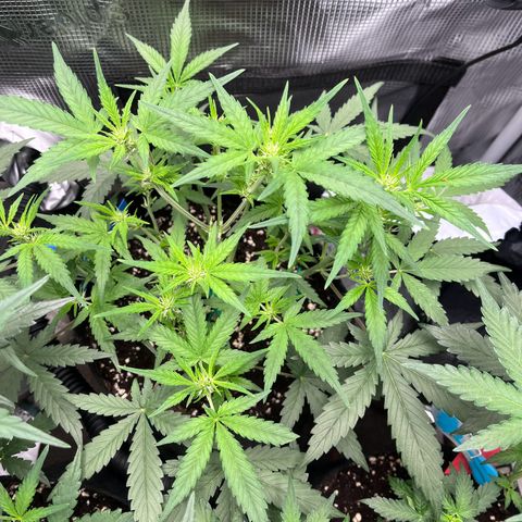 „Silly“ Lilly growlog timeline photo
