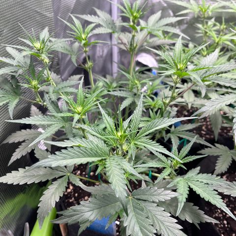 „Holy“ Honey growlog timeline photo