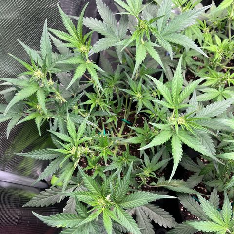 „Holy“ Honey growlog timeline photo