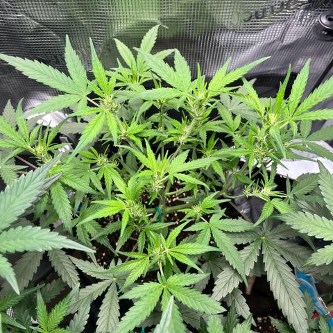 „Silly“ Lilly growlog timeline photo