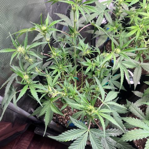 „Holy“ Honey growlog timeline photo