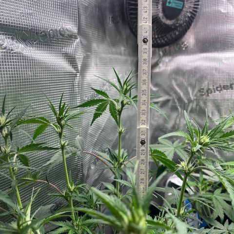 „Holy“ Honey growlog timeline photo