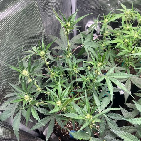 „Holy“ Honey growlog timeline photo