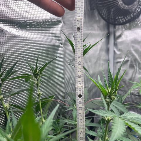 „Holy“ Honey growlog timeline photo