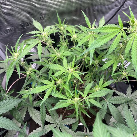„Silly“ Lilly growlog timeline photo