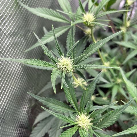 „Holy“ Honey growlog timeline photo