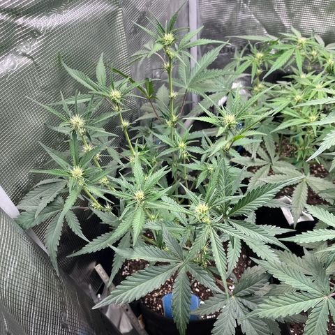 „Holy“ Honey growlog timeline photo