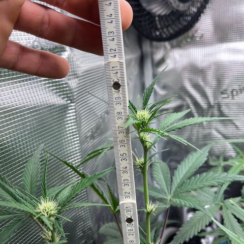 „Holy“ Honey growlog timeline photo