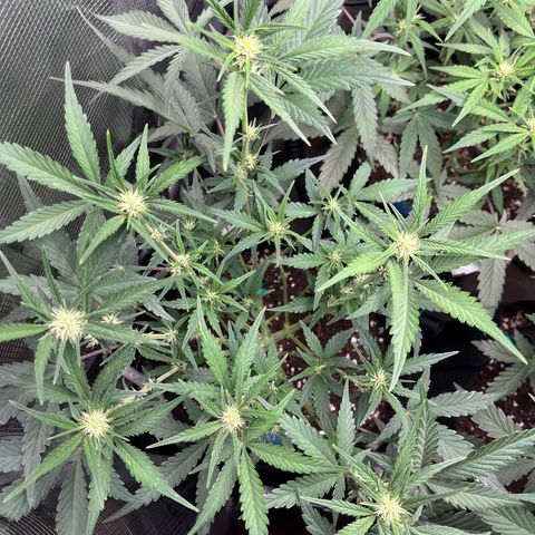„Holy“ Honey growlog timeline photo