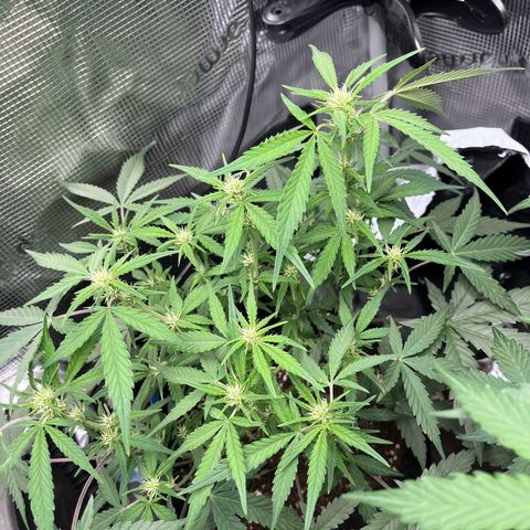 „Silly“ Lilly growlog timeline photo