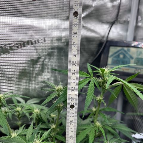 „Silly“ Lilly growlog timeline photo