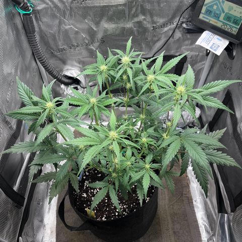 „Holy“ Honey growlog timeline photo