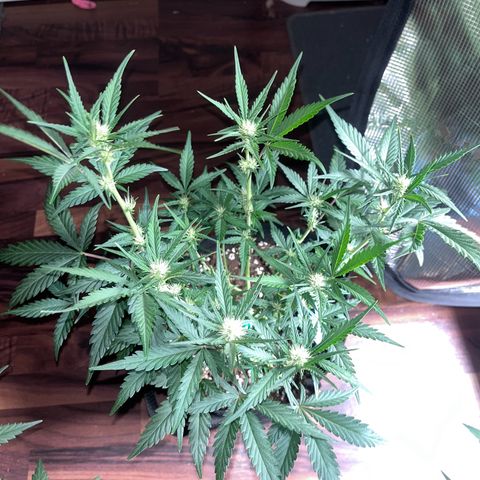 „Holy“ Honey growlog timeline photo