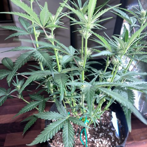 „Holy“ Honey growlog timeline photo