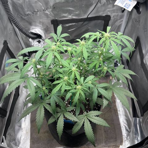 „Silly“ Lilly growlog timeline photo