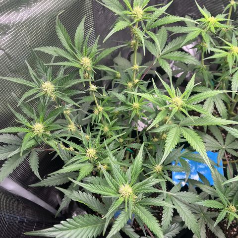 „Holy“ Honey growlog timeline photo