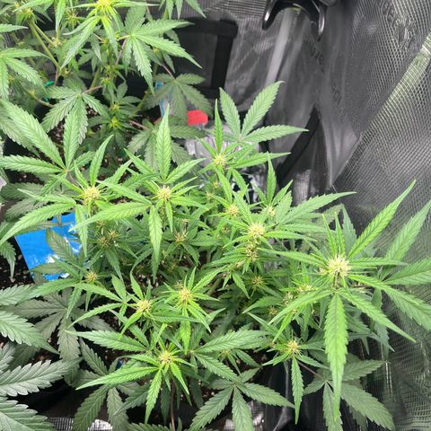 „Silly“ Lilly growlog timeline photo