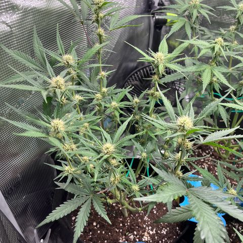 „Holy“ Honey growlog timeline photo