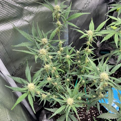 „Holy“ Honey growlog timeline photo