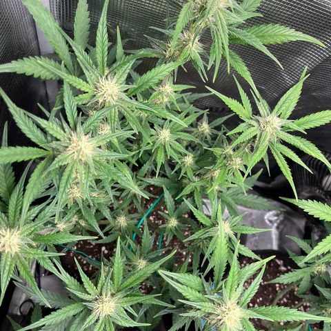 „Holy“ Honey growlog timeline photo