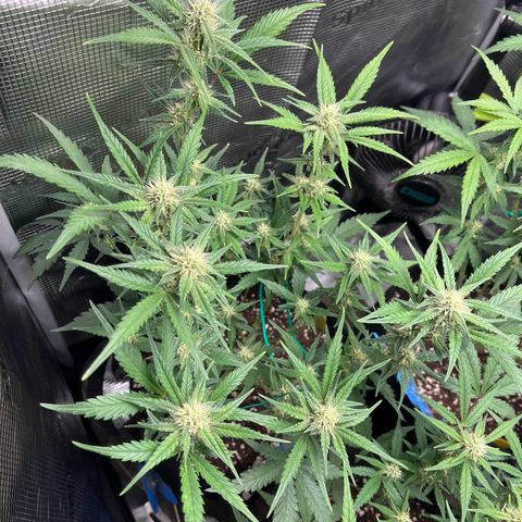 „Holy“ Honey growlog timeline photo