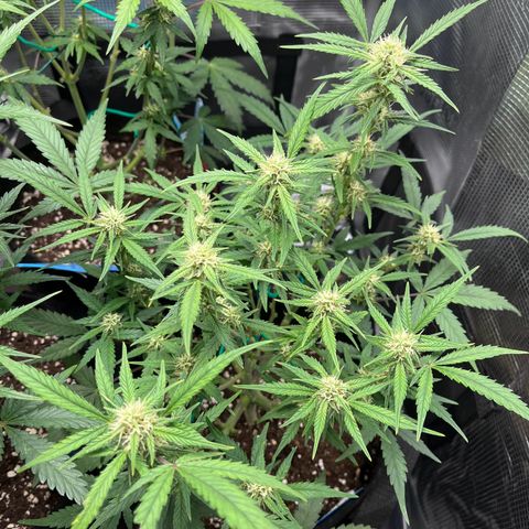 „Silly“ Lilly growlog timeline photo