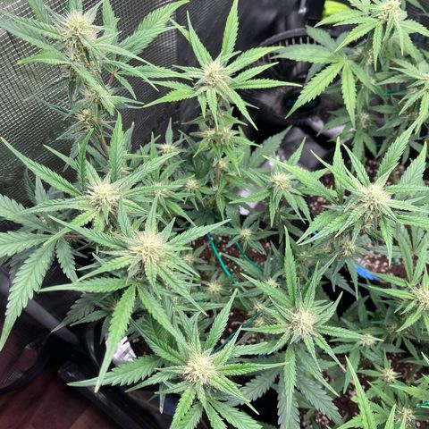 „Holy“ Honey growlog timeline photo