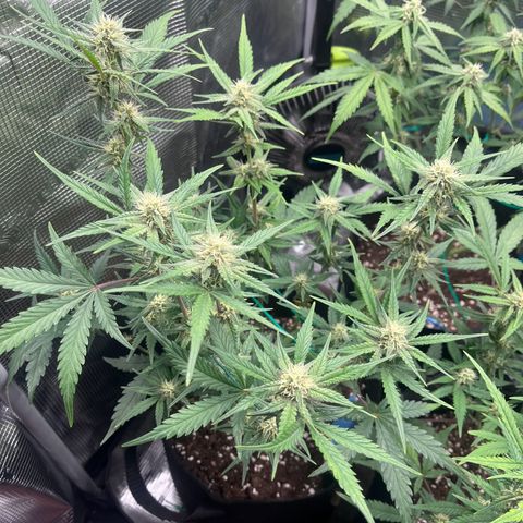 „Holy“ Honey growlog timeline photo