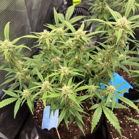 „Silly“ Lilly growlog timeline photo