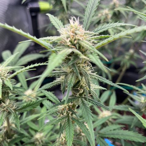 „Silly“ Lilly growlog timeline photo