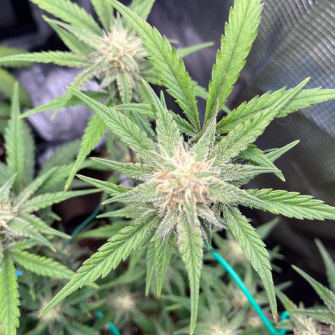„Silly“ Lilly growlog timeline photo