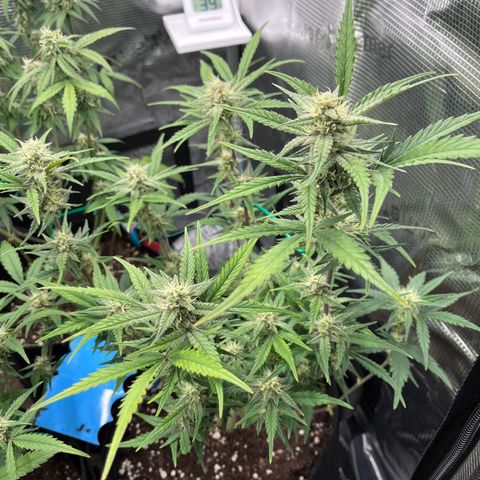 „Silly“ Lilly growlog timeline photo
