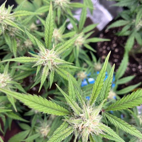„Holy“ Honey growlog timeline photo