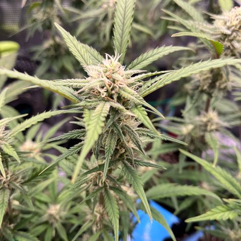 „Holy“ Honey growlog timeline photo