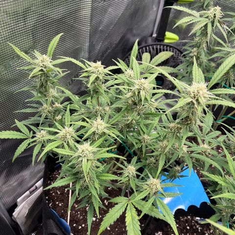 „Holy“ Honey growlog timeline photo