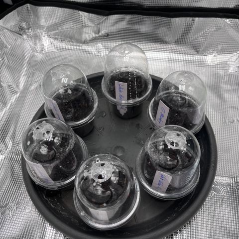 „Blue“ Ivy  growlog photo: Silver, Pink, Poison, Green, Blue, White