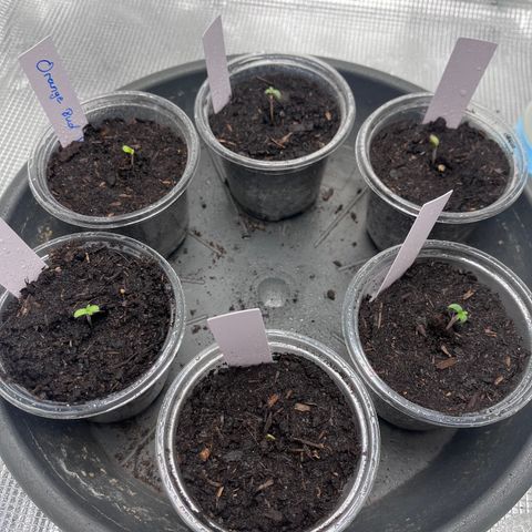 „Blue“ Ivy  growlog timeline photo