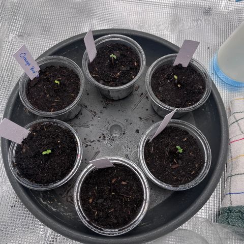 „Blue“ Ivy  growlog timeline photo