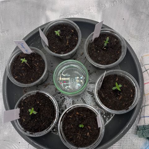 „Blue“ Ivy  growlog timeline photo
