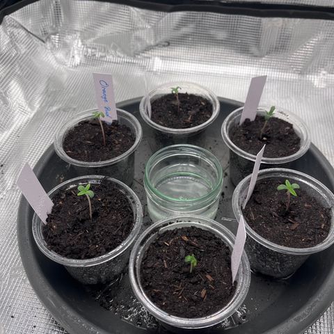 „Blue“ Ivy  growlog timeline photo