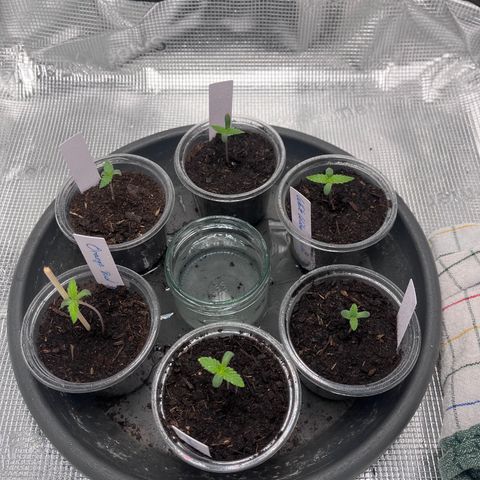 „Blue“ Ivy  growlog timeline photo