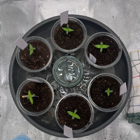 „Blue“ Ivy  growlog timeline photo