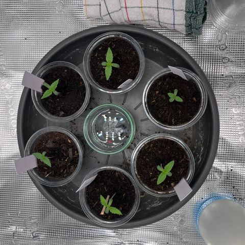 „Blue“ Ivy  growlog timeline photo