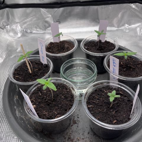 „Blue“ Ivy  growlog timeline photo