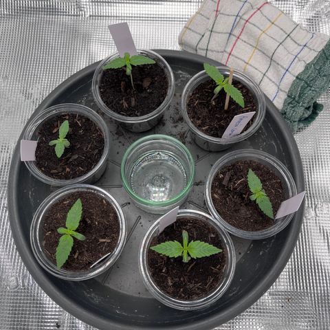„Blue“ Ivy  growlog timeline photo