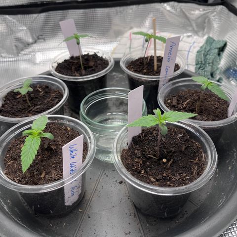 „Blue“ Ivy  growlog timeline photo