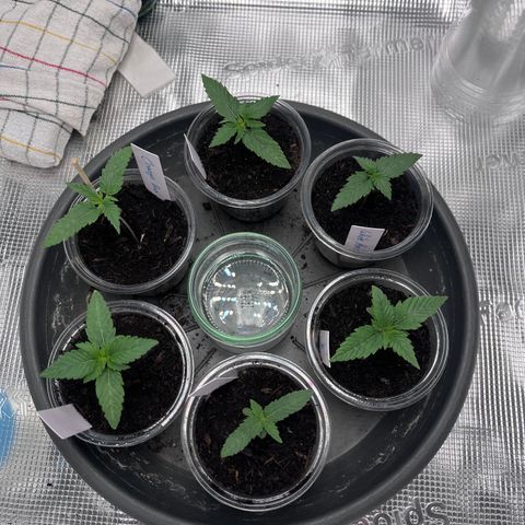 „Blue“ Ivy  growlog timeline photo