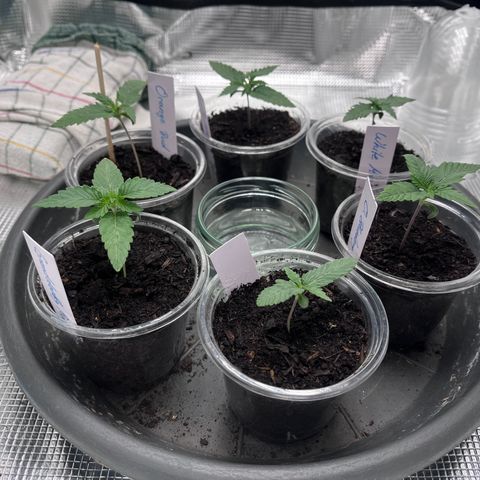 „Blue“ Ivy  growlog timeline photo