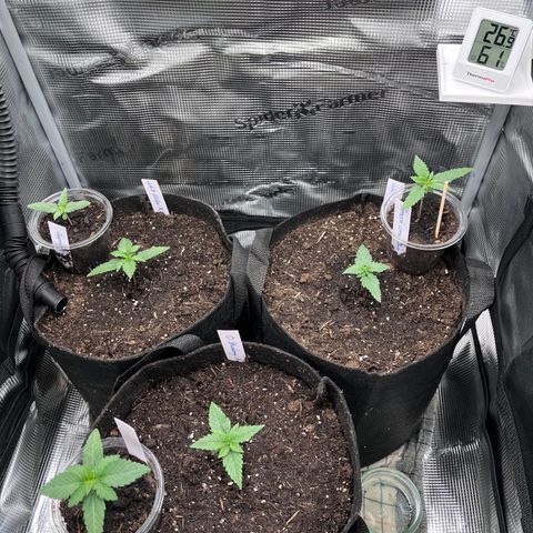 „Blue“ Ivy  growlog timeline photo