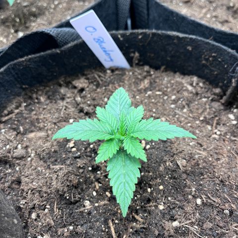 „Blue“ Ivy  growlog timeline photo